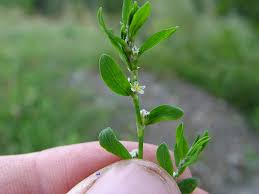 Attēlu rezultāti vaicājumam “Polygonum aviculare flower”