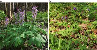 Attēlu rezultāti vaicājumam “Corydalis cava”