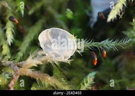 Attēlu rezultāti vaicājumam “Arrhenia retiruga”