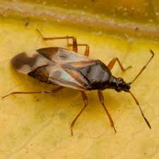 Attēlu rezultāti vaicājumam “Anthocoris nemorum”