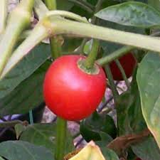 Afbeeldingsresultaat voor red rocoto hot pepper