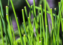 Image result for Schnittlauch