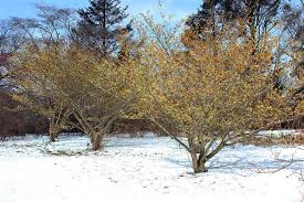 Attēlu rezultāti vaicājumam “Hamamelis mollis”