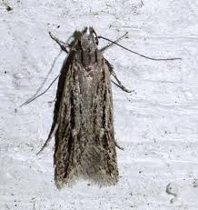 Attēlu rezultāti vaicājumam “Gelechia scotinella”