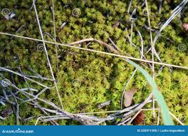 Attēlu rezultāti vaicājumam “Syntrichia ruralis var. ruralis sporophyte”