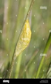 Attēlu rezultāti vaicājumam “Zygaena cocoon”