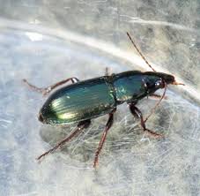 Attēlu rezultāti vaicājumam “Harpalus sp.”