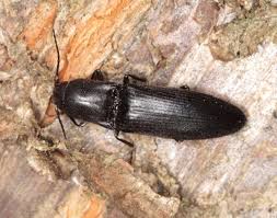 Attēlu rezultāti vaicājumam “Ectinus aterrimus”