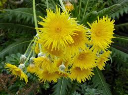 Attēlu rezultāti vaicājumam “Sonchus”