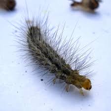 Attēlu rezultāti vaicājumam “Spilosoma lutea larva”