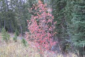 Attēlu rezultāti vaicājumam “Crataegus douglasii”