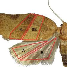 Attēlu rezultāti vaicājumam “Pandemis cinnamomeana female”