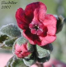 Attēlu rezultāti vaicājumam “Cynoglossum officinale flower”