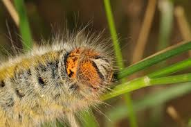 Attēlu rezultāti vaicājumam “Lasiocampa trifolii male”