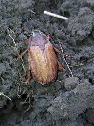 Attēlu rezultāti vaicājumam “Melolontha melolontha”