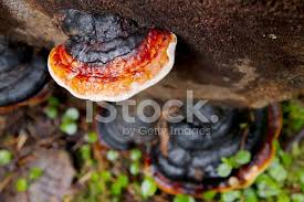 Attēlu rezultāti vaicājumam “Fomitopsis pinicola”