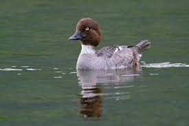 Attēlu rezultāti vaicājumam “Bucephala clangula female”