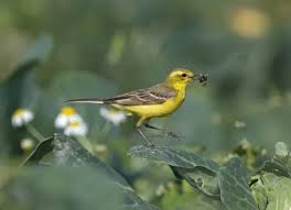 Attēlu rezultāti vaicājumam “Motacilla flava flava adult”