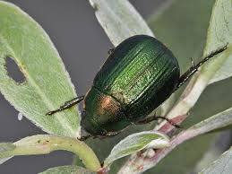 Attēlu rezultāti vaicājumam “Anomala dubia”