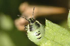 Attēlu rezultāti vaicājumam “Palomena prasina nymph”