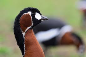Image result for Branta ruficollis