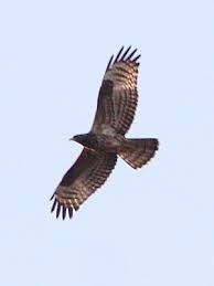 Attēlu rezultāti vaicājumam “Pernis apivorus”