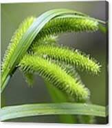 Attēlu rezultāti vaicājumam “Carex pseudocyperus”