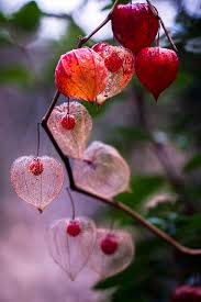 Image result for Lampionblume