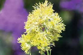 Attēlu rezultāti vaicājumam “Thalictrum flavum flower”