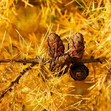 Attēlu rezultāti vaicājumam “Larix kaempferi fruit”