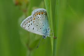 Attēlu rezultāti vaicājumam “Polyommatus icarus male”