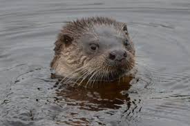 Image result for Eltham Otters