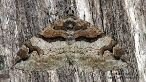 Attēlu rezultāti vaicājumam “Pareulype berberata”