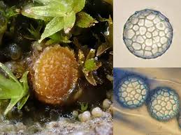 Attēlu rezultāti vaicājumam “Tortula lingulata macro”