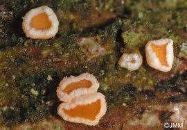 Attēlu rezultāti vaicājumam “Lachnellula willkommii”