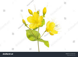 Attēlu rezultāti vaicājumam “Hypericum perforatum bud”