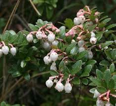 Attēlu rezultāti vaicājumam “Gaultheria cuneata”