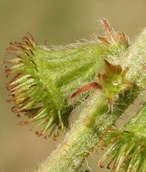 Attēlu rezultāti vaicājumam “Agrimonia eupatoria fruit”