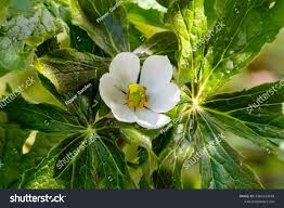 Attēlu rezultāti vaicājumam “Podophyllum hexandrum flower”