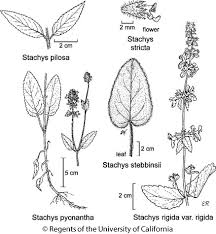 Attēlu rezultāti vaicājumam “Stachys”