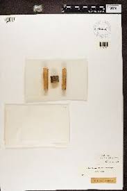 Attēlu rezultāti vaicājumam “Chaenotheca stemonea”