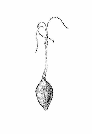 Attēlu rezultāti vaicājumam “Carex hirta fruit”