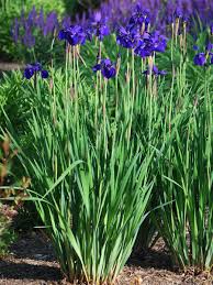 Attēlu rezultāti vaicājumam “Iris sibirica leaf”
