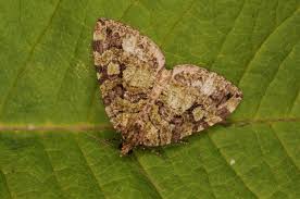 Attēlu rezultāti vaicājumam “Hydriomena furcata”