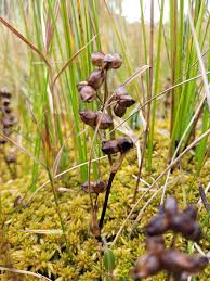 Attēlu rezultāti vaicājumam “Scheuchzeriaceae”