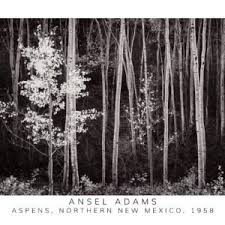 Image result for Ansel Adams Aspens New Mexico