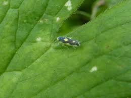 Attēlu rezultāti vaicājumam “Eupteryx vittata”