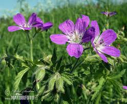 Attēlu rezultāti vaicājumam “Geranium sylvaticum leaf”