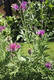 Attēlu rezultāti vaicājumam “Centaurea scabiosa”