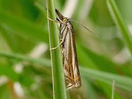 Attēlu rezultāti vaicājumam “Crambus lathoniellus”
